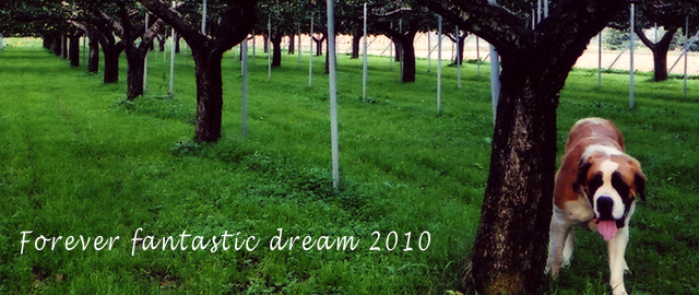 Forever Fantastic Dream 2010　素敵な夢をいつまでも